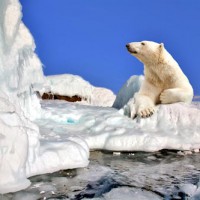 Арктика: настоящее и будущее Арктика: настоящее и будущее