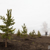 Дань Году экологии. В Магнитогорске высаживали деревья, сокращали выбросы и убирались на улицах