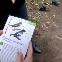 Экспедицию за птицами провели в парке «Кузьминки-Люблино»