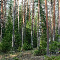 Нацпроект «Экология»: в Мордовии к 2024 году планируют восстановить 2610 га лесов