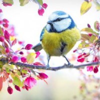 Ежегодно 1 апреля отмечается Международный день птиц (International Bird Day) — интернациональный экологический праздник. Его цель — сохранение видового разнообразия и численности птиц. Ежегодно 1 апреля отмечается Международный день птиц (International Bird Day) — интернациональный экологический праздник. Его цель — сохранение видового разнообразия и численности птиц.
